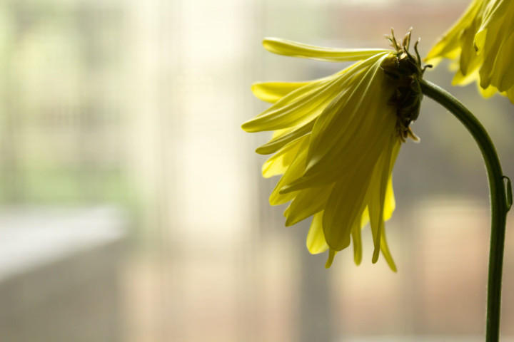 Sun Flower